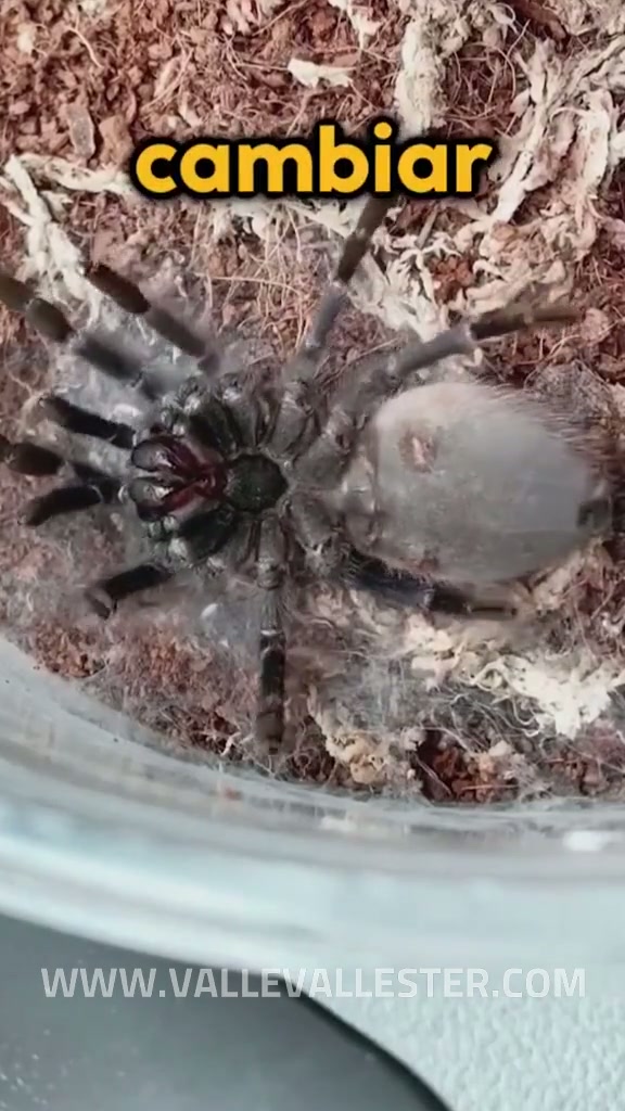 asi se ven las tarantulas cuando van a cambiar de piel