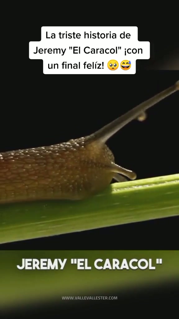 este es jeremy el caracol y su historia conmovio al mundo entero 1