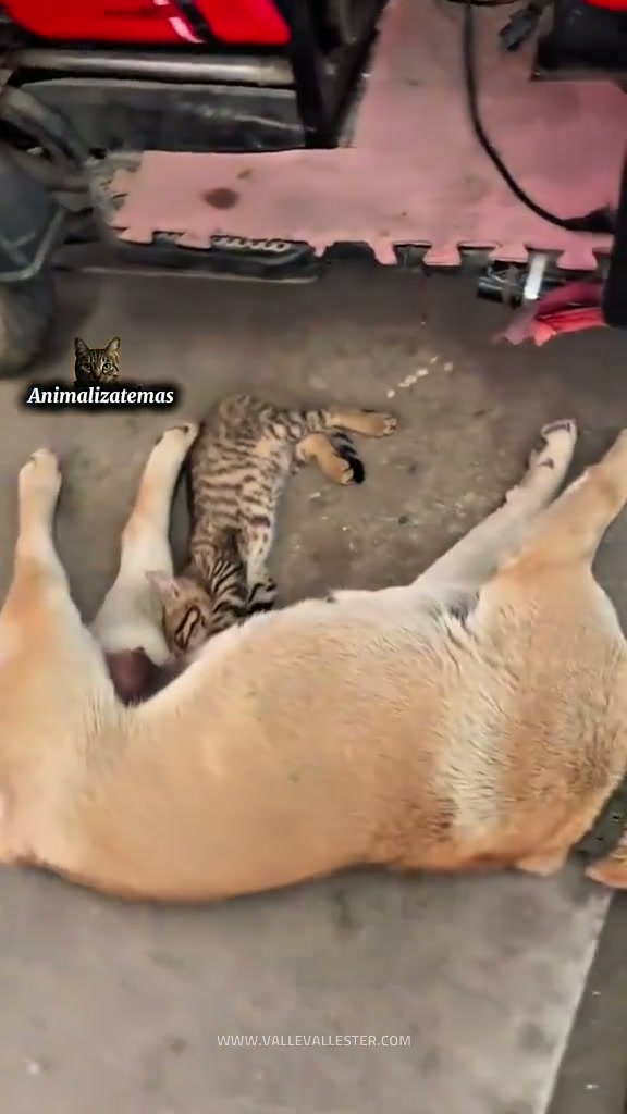 este gatito mama leche de un perro 1