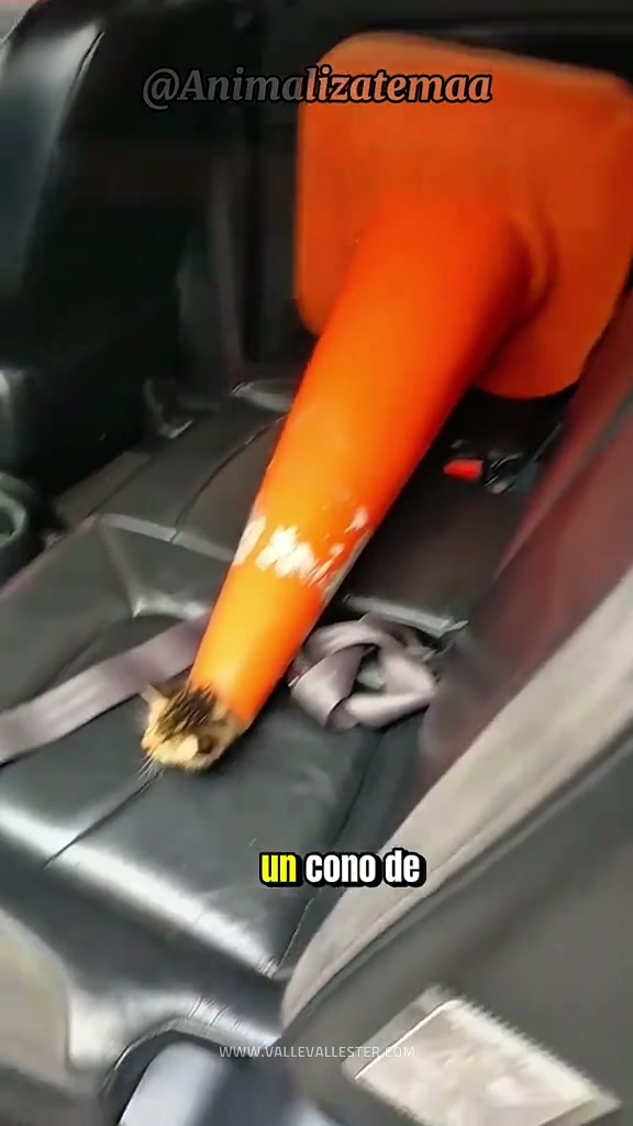 este gatito pequeno quedo atrapado en un cono de transito 1