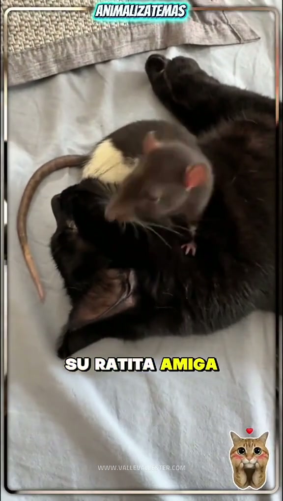 este gatito y su ratita amiga te sorprenderan 1