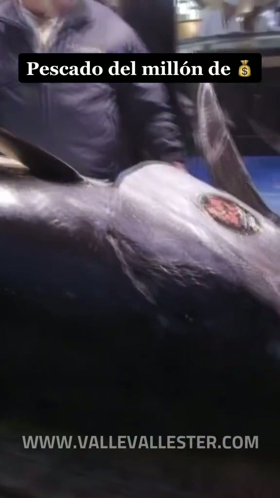 este pescado gigante que ves aqui se vendio por 3