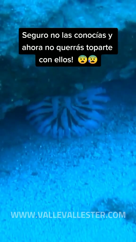 esto que ves aqui es una anemona de mar una criatura bastante rara como podemos  1