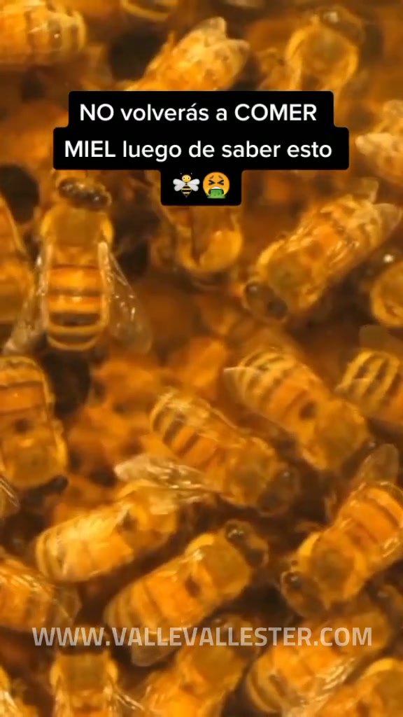 la miel es esencialmente vomito de abeja