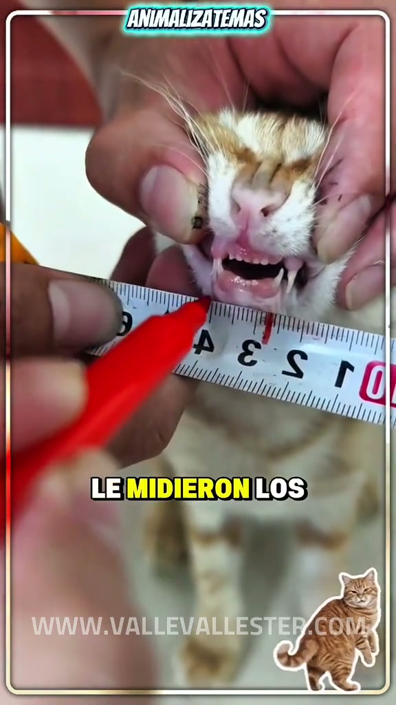 mira a este gatito 1