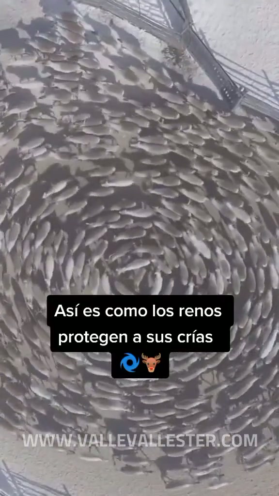 mira esta curiosa es viralandante realizada por los renos 1