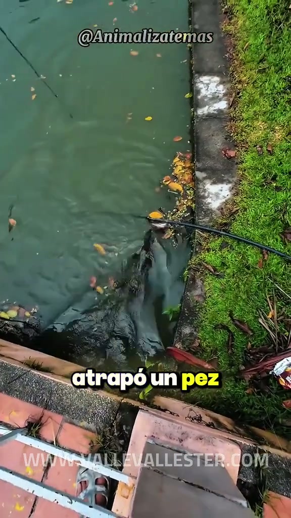 mira este hombre atrapa un pes bastante grande 1