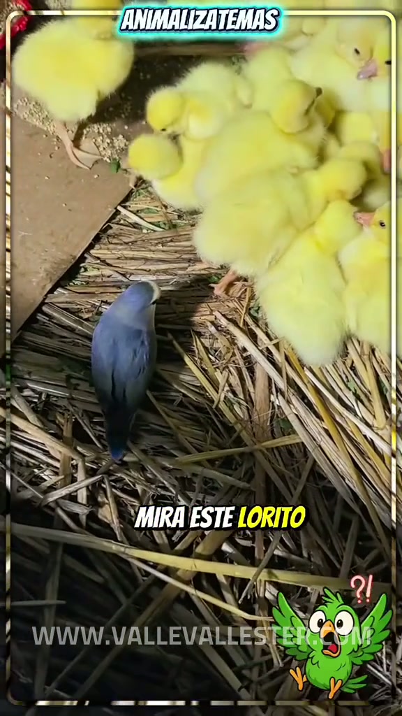 mira este lorito 1