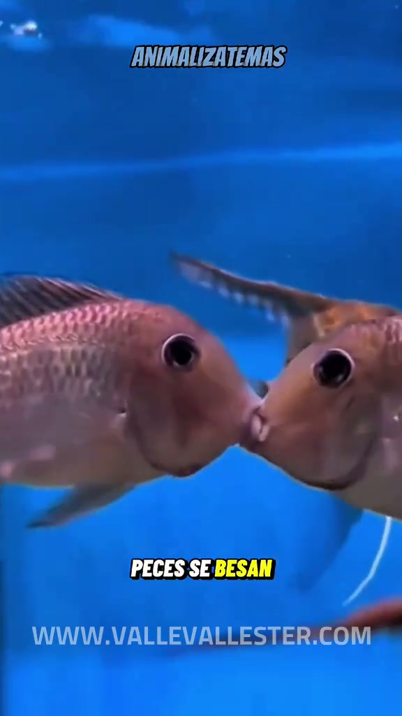 por que estos peces se besan seguro pensabas que estaban enamorados pero te expl 1