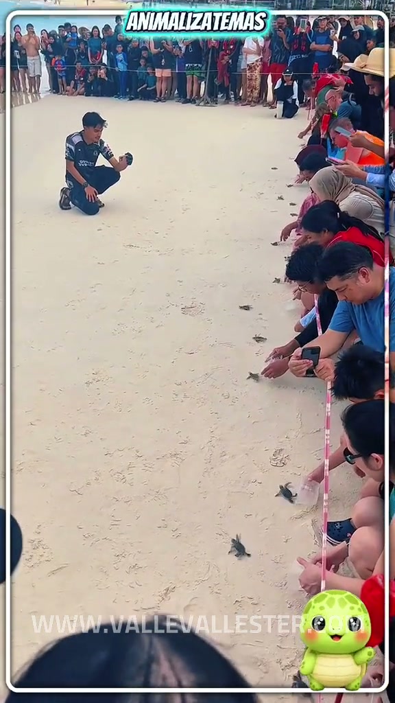 sabias que de cada mil tortugas solo una logra llegar a adulta 1