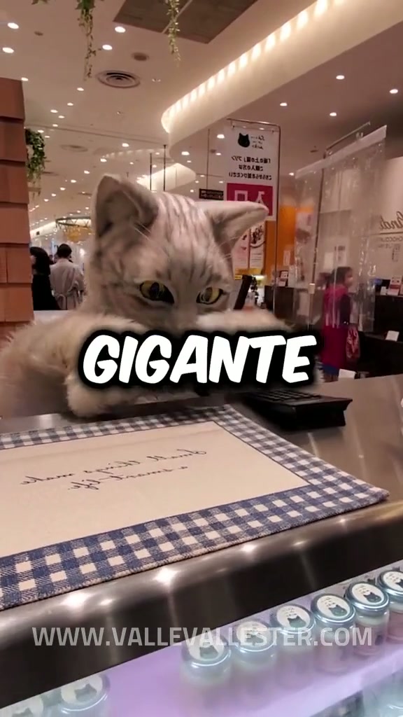 sabias que en japon existe un gato gigante que puede tomarte el pedido se llama 