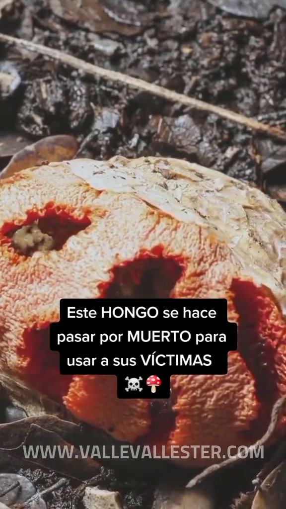 sabias que existe un hongo que de alguna manera engana a las moscas haciendole c 1