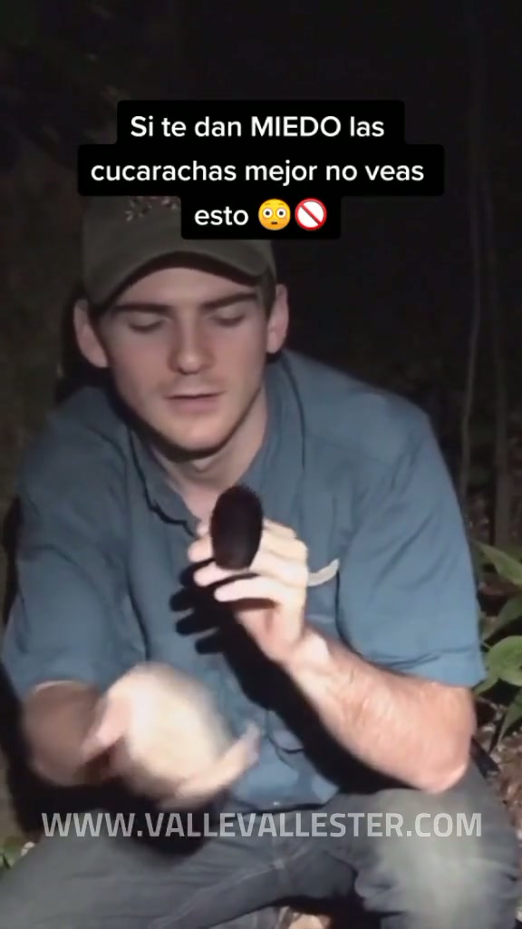 sabias que existen cocarachas que pueden medir hasta 20 centimetros pues si y pa